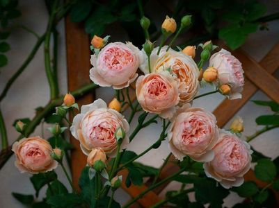 115107019_LWIEUKI3-1