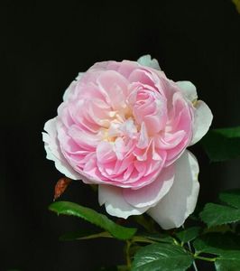 114988131_AZXFGPB3-1