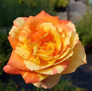 114970824_RSLOQIY-1-1