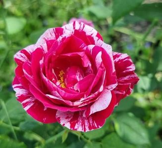 114983384_RLVDIXT3-1