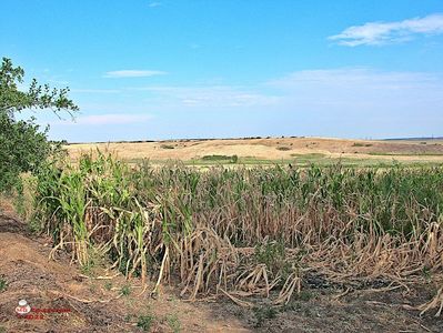 +Lan de porumb afectat de seceta- Corn fiel affected by drought 1