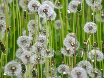 Papadie-Dandelion