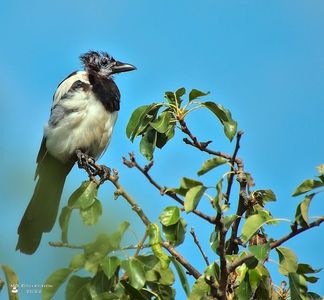 Cotofana-Magpie 3
