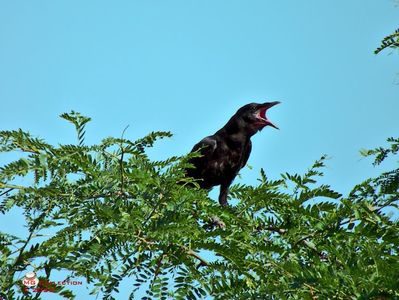 w-Cioara suparata-Angry Crow