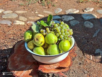 Fructe de toamna-Autumn fruits 1