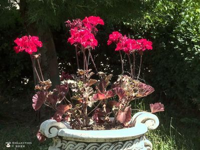 w-Flori-Flowers