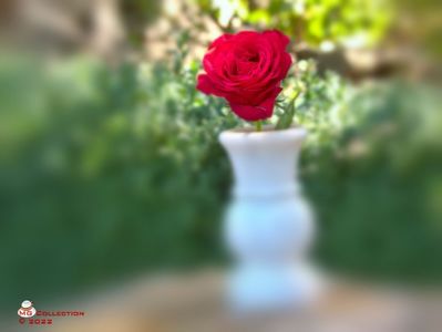 w-Red Rose 1
