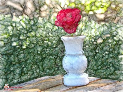 w-Red Rose 2