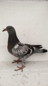 vandut