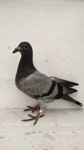 vandut