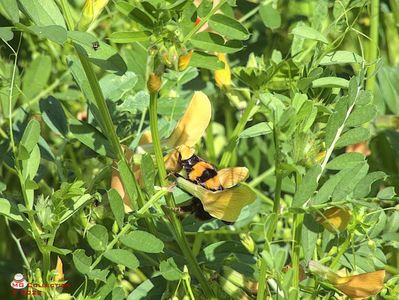 w-Bondar-Bumble-bee 2