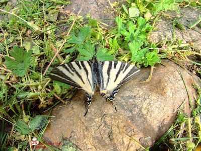 w-Fluture coada randunicii-Butterfly