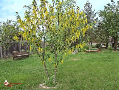 w-Salcam galben-Yellow accacia tree