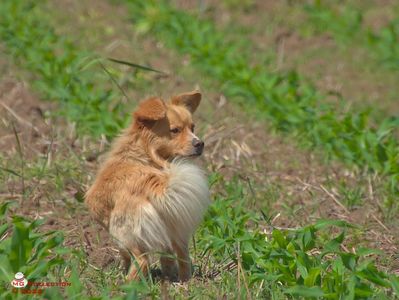 w-Doggy in the corn field