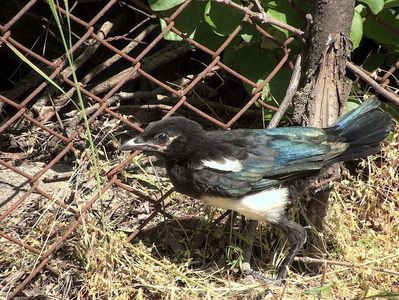 w-Pui de cotofana-Magpie baby