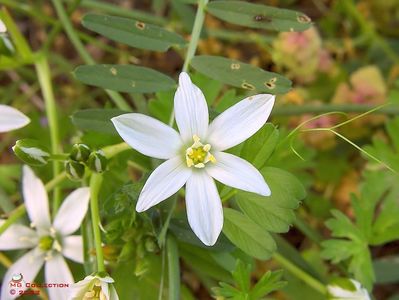 w-Floare de primavara-Spring flower