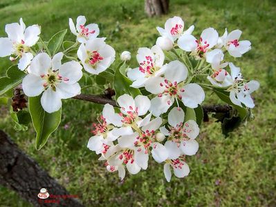 w-Flori de par-Pear Flowers