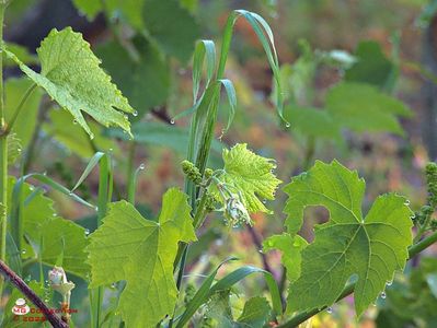 w-Strugure in devenire-Young Grape