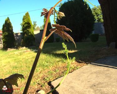 w-Strugure-Young Grape 1
