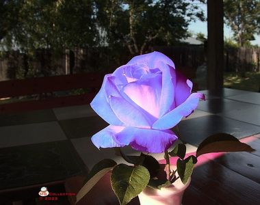 w-Rose Violet  