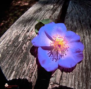 w-Violet