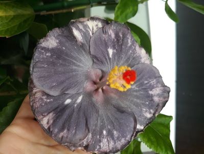 Medusa s Tears - 40 lei