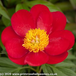 Paeonia_Scarlet_OHara