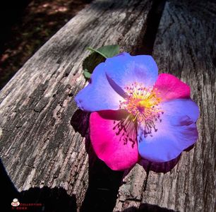 w-Wild rose 2