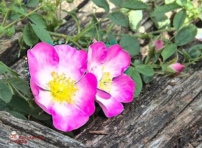 w-2 Wild rose