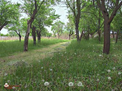 w-Gradina primavara - Garden Trees in Spring time