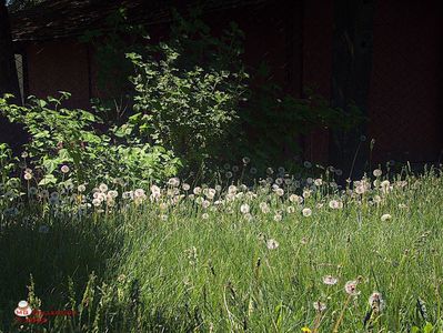 w-Papadie-Dandelion 2