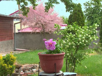 w-Primavara in gradina-Spring in the Garden