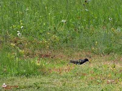 w-Graur pestritz-Starling bird