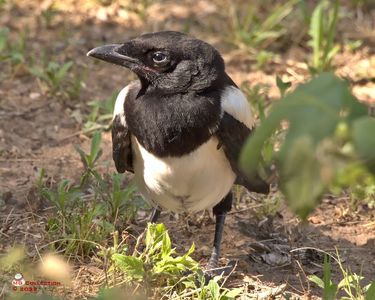 w-Pui de cotofana-Magpie baby bird