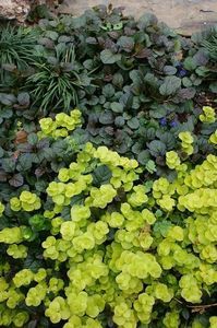 Ajuga mahogany si lizinca3