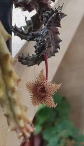 2022- Huernia hystrix var.nova