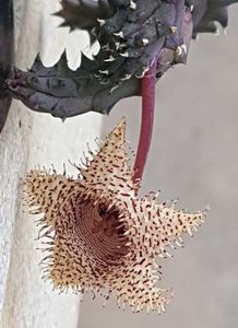 Huernia hystrix var. Nova