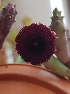 Huernia pendula