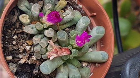 Frithia pulchra; Inca mai infloreste. Florile dureaza mult, se deschid ziua si se inchid noaptea.
