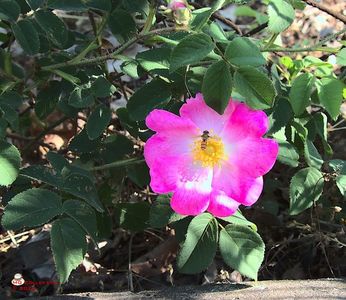 w-Bondar pe trandafir salbatic-BumbleBee on a wild Rose