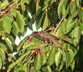 w-Graur la cirese-Starling eating cherys 2