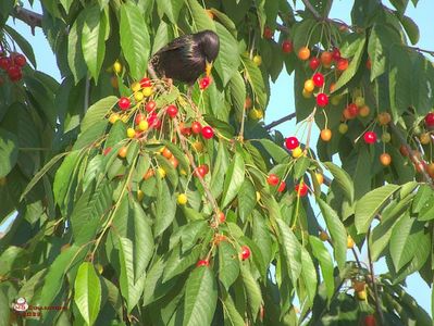 w-Graur la cirese-Starling eating cherys