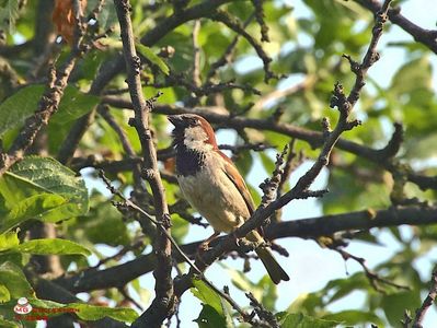 w-Vrabie 2-Sparrow 2