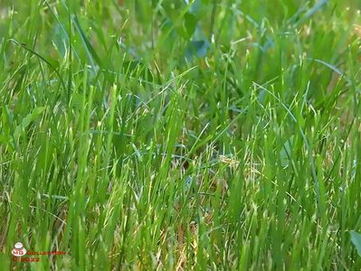 w-Iarba pura-Pure Grass
