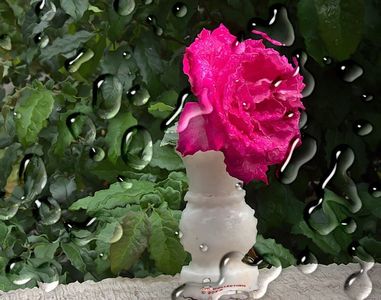 w-Red Rose 03