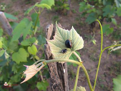 w-Insecte pe frunza-Bugs on a leaf