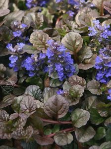 Ajuga mahogany Bugleweed