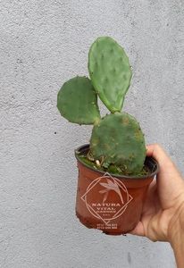 cactus op.humifusa