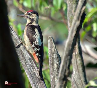 w-Ciocanitoare - Nice Woodpecker