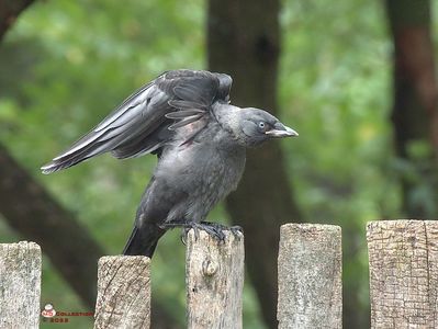 w-Pui de cioara exerseaza zborul-Crow baby fly practising